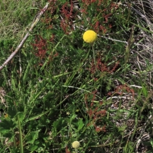 Craspedia variabilis at Dry Plain, NSW - suppressed