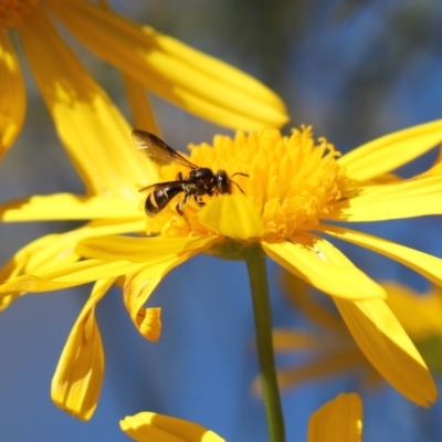 Lasioglossum (Australictus) peraustrale (Halictid bee) at Cook, ACT - 11 May 2023 by Tammy