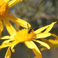 Lasioglossum (Australictus) peraustrale at Cook, ACT - 11 May 2023 01:19 PM