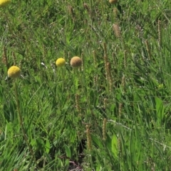 Plantago varia (Native Plaintain) at Dry Plain, NSW - 15 Nov 2020 by AndyRoo