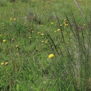 Poa sp. at Dry Plain, NSW - 15 Nov 2020