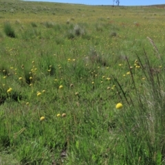 Poa sp. at Dry Plain, NSW - 15 Nov 2020