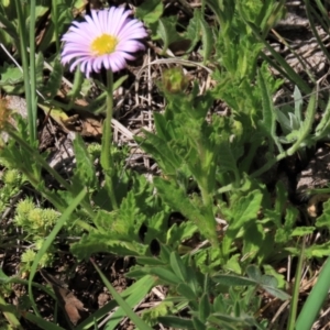 Calotis glandulosa at Dry Plain, NSW - 15 Nov 2020