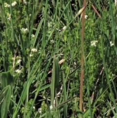 Asperula conferta (Common Woodruff) at Dry Plain, NSW - 15 Nov 2020 by AndyRoo