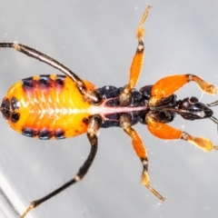 Ectomocoris patricius at Jerrabomberra, NSW - 11 May 2023