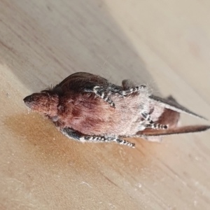 Opsirhina lechriodes at Yass River, NSW - 12 May 2023