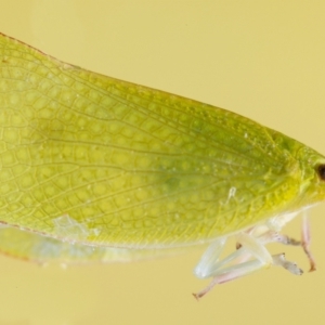 Siphanta sp. (genus) at Jerrabomberra, NSW - 9 May 2023