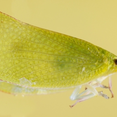 Siphanta sp. (genus) (Green planthopper, Torpedo bug) at Jerrabomberra, NSW - 9 May 2023 by MarkT