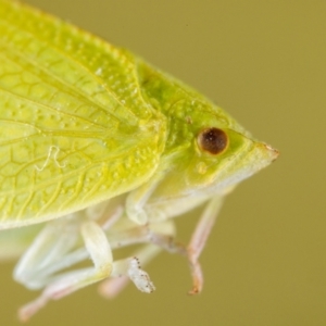 Siphanta sp. (genus) at Jerrabomberra, NSW - suppressed