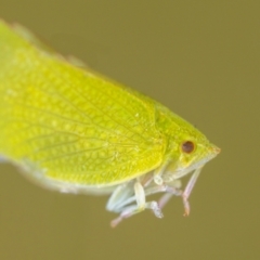 Siphanta sp. (genus) at Jerrabomberra, NSW - suppressed