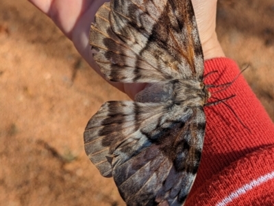 Chelepteryx collesi (White-stemmed Gum Moth) at Holder, ACT - 10 May 2023 by Miranda