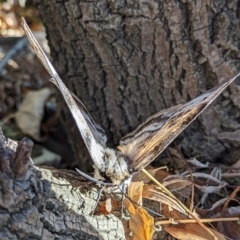 Chelepteryx collesi at Holder, ACT - 10 May 2023 09:21 AM