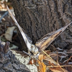 Chelepteryx collesi at Holder, ACT - 10 May 2023 09:21 AM