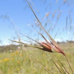 Themeda triandra (Kangaroo Grass) at Macgregor, ACT - 25 Nov 2022 by MichaelBedingfield