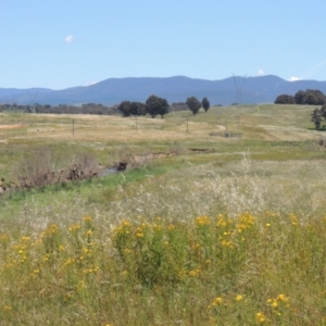 Hypericum perforatum at Macgregor, ACT - 25 Nov 2022