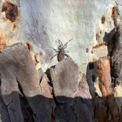 Amorbus alternatus (Eucalyptus Tip Bug) at Dawson Street Gardens - 5 May 2023 by stephanieleemhuis