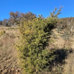 Hakea sericea at Mount Majura - 10 May 2023