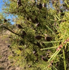 Hakea sericea at Mount Majura - 10 May 2023