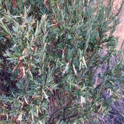 Styphelia triflora (Five-corners) at Watson, ACT - 10 May 2023 by waltraud