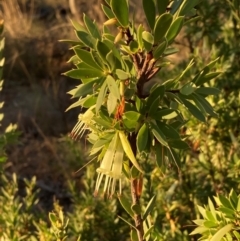 Styphelia triflora (Five-corners) at Watson, ACT - 10 May 2023 by waltraud