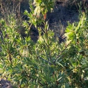 Styphelia triflora at Watson, ACT - 10 May 2023