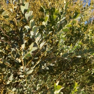 Acacia cultriformis at Watson, ACT - 10 May 2023