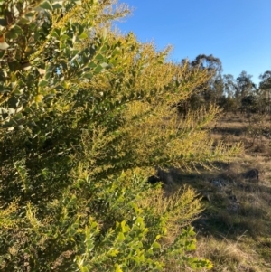 Acacia cultriformis at Watson, ACT - 10 May 2023