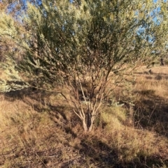 Acacia cultriformis at Watson, ACT - 10 May 2023