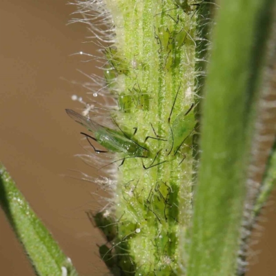 Aphididae (family) at O'Connor, ACT - 8 Mar 2023 by ConBoekel