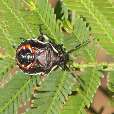 Oechalia schellenbergii (Spined Predatory Shield Bug) at O'Connor, ACT - 9 Mar 2023 by ConBoekel