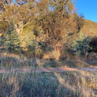 Acacia baileyana (Cootamundra Wattle, Golden Mimosa) at Watson, ACT - 10 May 2023 by waltraud