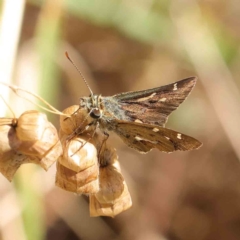 Dispar compacta (Barred Skipper) at O'Connor, ACT - 8 Mar 2023 by ConBoekel