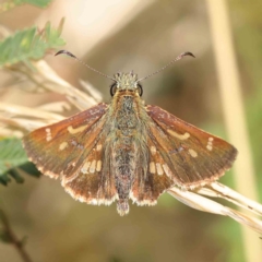 Dispar compacta (Barred Skipper) at O'Connor, ACT - 9 Mar 2023 by ConBoekel