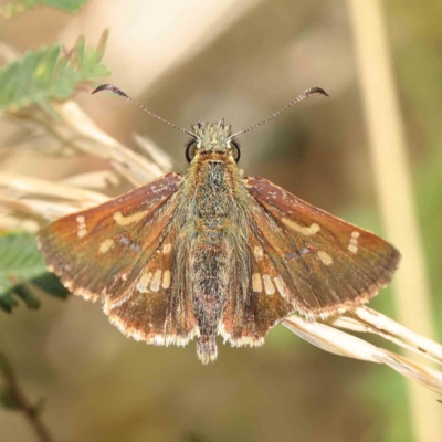 Dispar compacta (Barred Skipper) at O'Connor, ACT - 9 Mar 2023 by ConBoekel