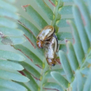 Galerucini sp. (tribe) at O'Connor, ACT - 9 Mar 2023