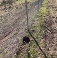 Tachyglossus aculeatus (Short-beaked Echidna) at Throsby, ACT - 11 May 2023 by waltraud