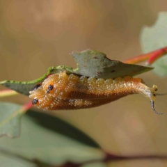 Lophyrotoma sp. (genus) (Sawfly) at O'Connor, ACT - 8 Mar 2023 by ConBoekel