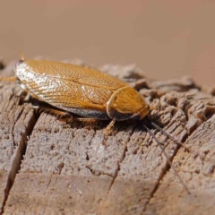 Ellipsidion humerale (Common Ellipsidion) at O'Connor, ACT - 9 Mar 2023 by ConBoekel