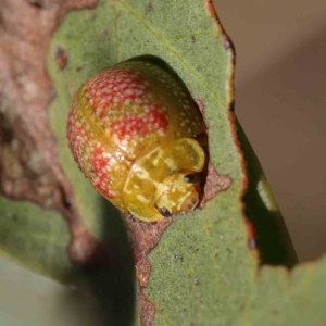 Paropsisterna fastidiosa at O'Connor, ACT - 9 Mar 2023 10:05 AM