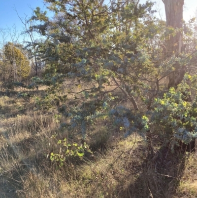 Acacia baileyana (Cootamundra Wattle, Golden Mimosa) at Watson, ACT - 10 May 2023 by waltraud