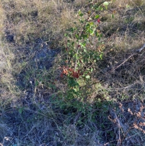 Cotoneaster pannosus at Watson, ACT - 10 May 2023