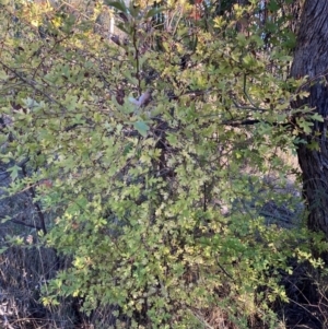 Crataegus monogyna at Watson, ACT - 10 May 2023 04:17 PM