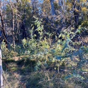 Acacia baileyana at Watson, ACT - 10 May 2023 04:35 PM