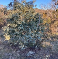 Acacia baileyana (Cootamundra Wattle, Golden Mimosa) at Watson, ACT - 10 May 2023 by waltraud