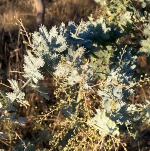 Acacia baileyana at Watson, ACT - 10 May 2023