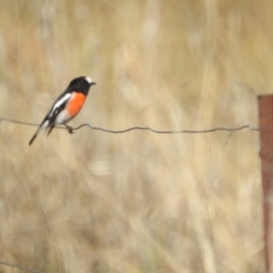 Petroica boodang at Stromlo, ACT - 12 May 2023