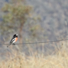 Petroica boodang at Stromlo, ACT - 12 May 2023