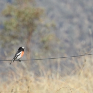 Petroica boodang at Stromlo, ACT - 12 May 2023