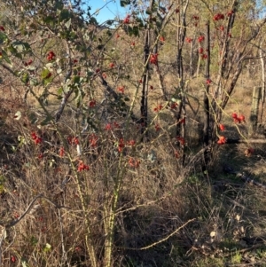 Rosa rubiginosa at Watson, ACT - 10 May 2023 04:06 PM