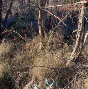 Rosa rubiginosa at Watson, ACT - 10 May 2023